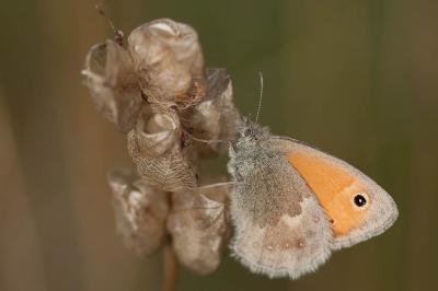 Fadet commun (Le), Procris (Le), Petit Papillon de Coenonympha pamphilus (Linnaeus, 1758)