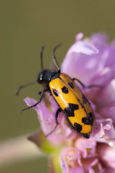  Mylabris connata (Rey, 1892)