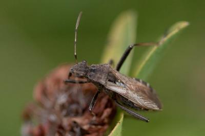  Alydus calcaratus (Linnaeus, 1758)