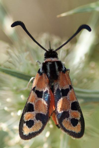 Zygène de la Petite coronille (La) Zygaena fausta (Linnaeus, 1767)