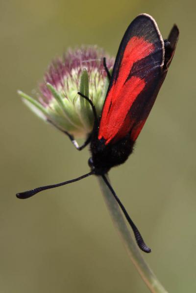 Zygène des garrigues (La), Zygène rubiconde (La),  Zygaena erythrus (Hübner, 1806)