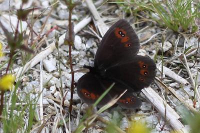 Moiré des Fétuques (Le) Erebia meolans (Prunner, 1798)