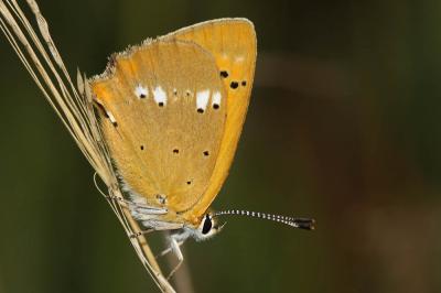Cuivré de la Verge-d'or (Le), Cuivré satiné (Le),  Lycaena virgaureae (Linnaeus, 1758)
