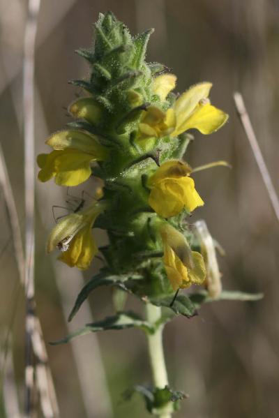 Bartsie visqueuse Parentucellia viscosa (L.) Caruel, 1885