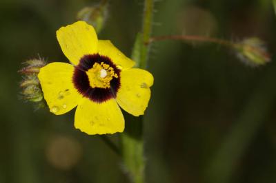 Hélianthème taché Tuberaria guttata (L.) Fourr., 1868