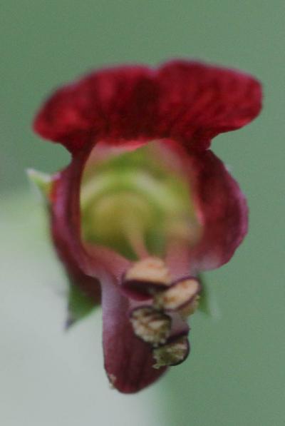 Scrophulaire voyageuse Scrophularia peregrina L., 1753