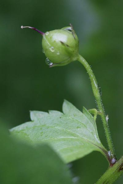 Scrophulaire voyageuse Scrophularia peregrina L., 1753