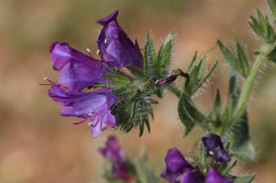 Vipérine à feuilles de plantain, Vipérine faux Pla Echium plantagineum L., 1771