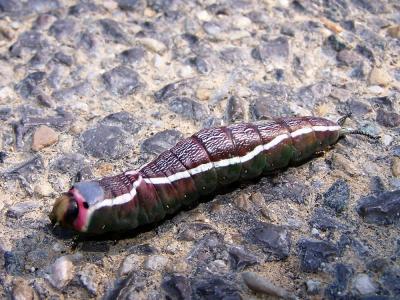 Grande Queue-Fourchue (La) Cerura vinula (Linnaeus, 1758)