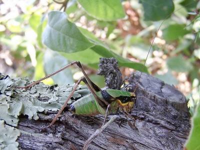 Decticelle splendide Eupholidoptera chabrieri (Charpentier, 1825)