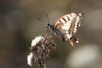 Machaon (Le), Grand Porte-Queue (Le) Papilio machaon Linnaeus, 1758