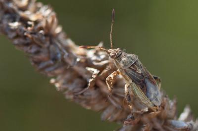  Stictopleurus punctatonervosus (Goeze, 1778)