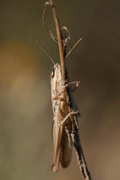  Euchorthippus elegantulus Zeuner, 1940
