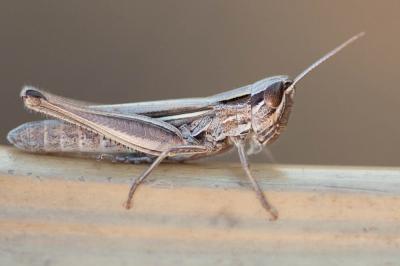  Euchorthippus elegantulus Zeuner, 1940