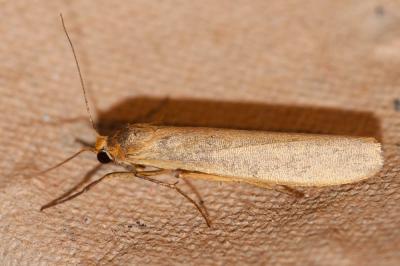 Lithosie naine (La) Eilema pygmaeola (Doubleday, 1847)