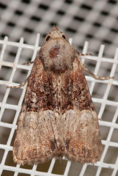 Noctuelle furoncule (La) Mesoligia furuncula (Denis & Schiffermüller, 1775)