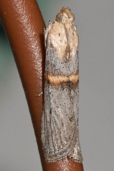  Oxybia transversella (Duponchel, 1836)