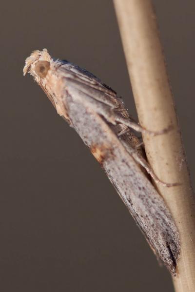  Oxybia transversella (Duponchel, 1836)