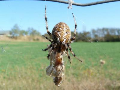  Neoscona byzanthina (Pavesi, 1876)
