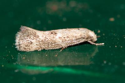  Elachista lugdunensis Frey, 1859