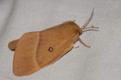 Bombyx du Chêne (Le), Minime à bandes jaunes (Le) Lasiocampa quercus (Linnaeus, 1758)