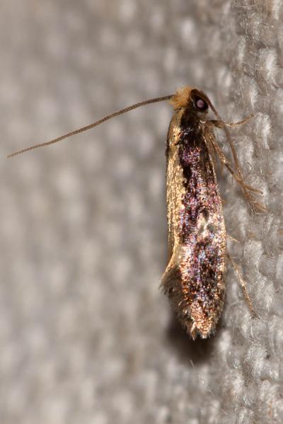  Monopis obviella (Denis & Schiffermüller, 1775)