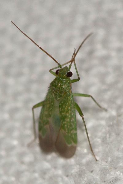  Orthotylus flavosparsus (Sahlberg, 1841)