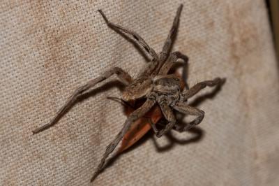 Lycose tarentuline Hogna radiata (Latreille, 1817)