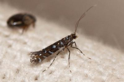  Parectopa ononidis (Zeller, 1839)