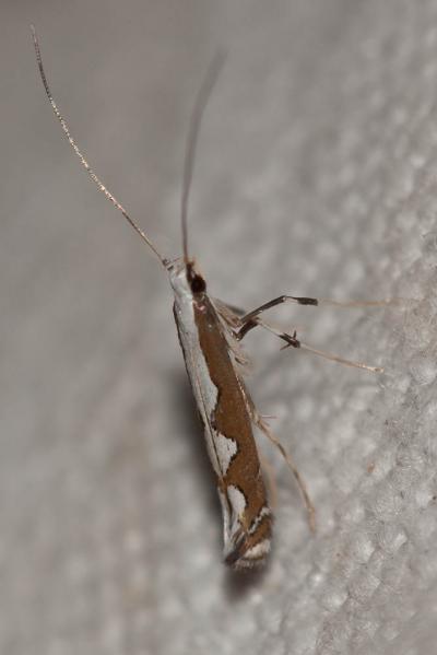  Dialectica scalariella (Zeller, 1850)