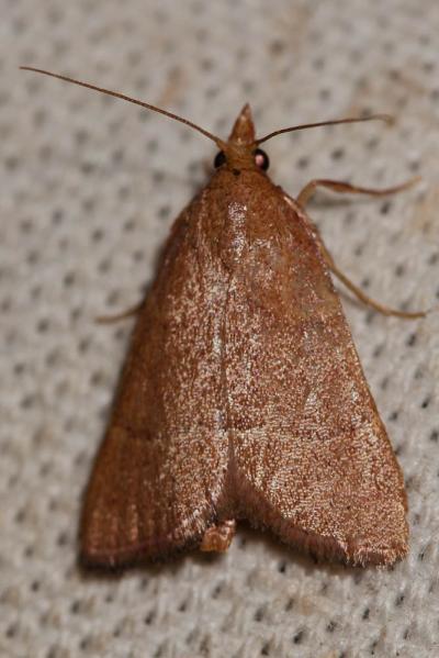  Hypsopygia incarnatalis (Zeller, 1847)