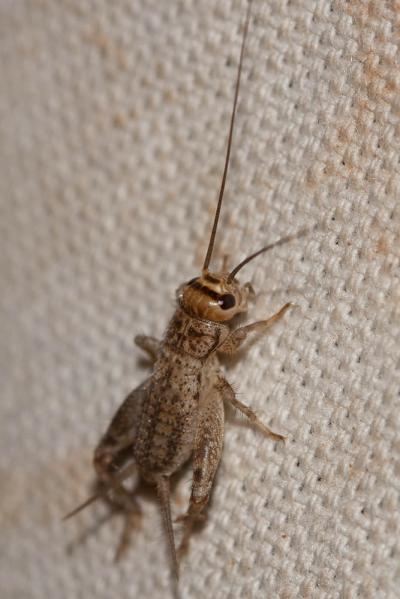 Grillon bordelais, Grillon d'été Eumodicogryllus bordigalensis (Latreille, 1804)