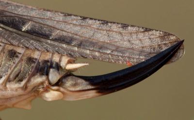 Decticelle côtière Platycleis affinis Fieber, 1853