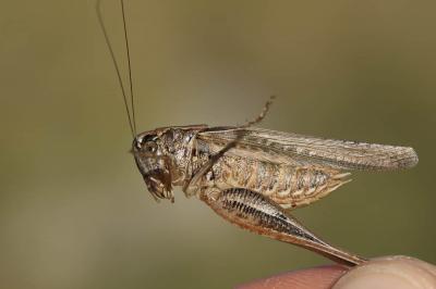 Decticelle côtière Platycleis affinis Fieber, 1853