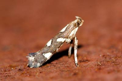  Calybites phasianipennella (Hübner, 1813)