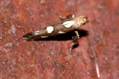  Calybites phasianipennella (Hübner, 1813)