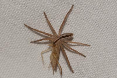  Philodromus 