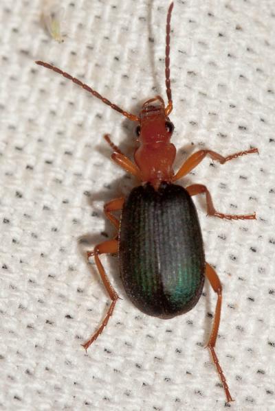  Brachinus crepitans (Linnaeus, 1758)