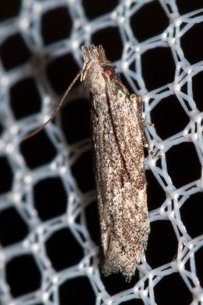  Anarsia lineatella Zeller, 1839