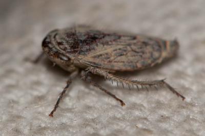  Goniagnathus brevis (Herrich-Schäffer, 1835)