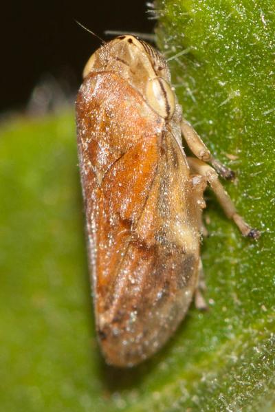 Philène spumeuse Philaenus spumarius (Linnaeus, 1758)