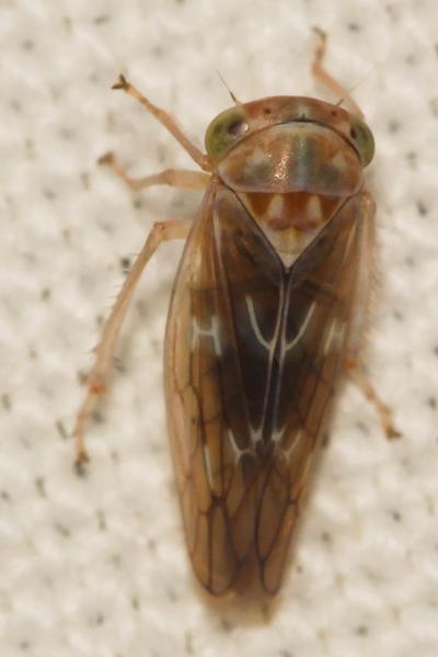  Tremulicerus tremulae (Estlund, 1796)