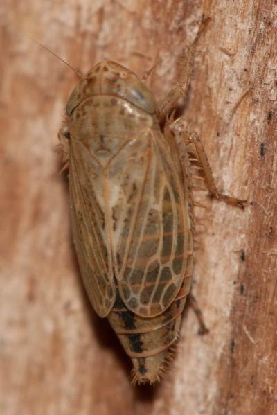  Euscelis lineolatus Brullé, 1832