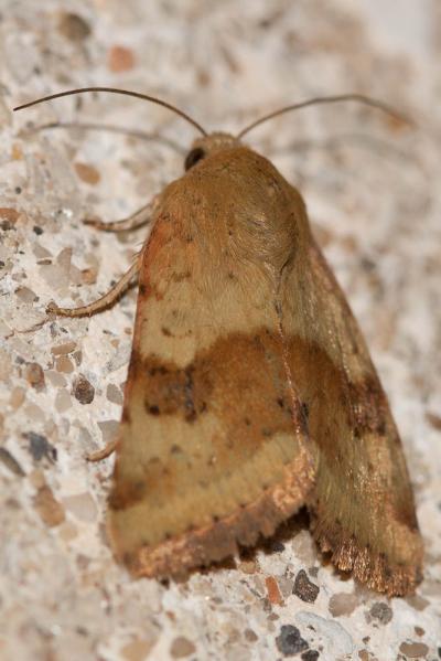 Noctuelle de la Cardère (La) Heliothis viriplaca (Hufnagel, 1766)