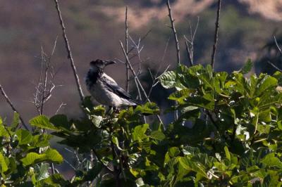 Corneille mantelée Corvus corone cornix Linnaeus, 1758