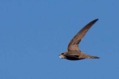 Martinet pâle Apus pallidus (Shelley, 1870)