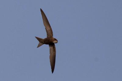 Martinet pâle Apus pallidus (Shelley, 1870)