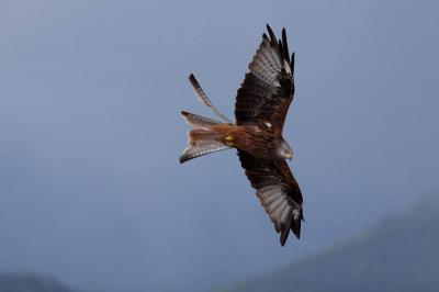 Milan royal Milvus milvus (Linnaeus, 1758)
