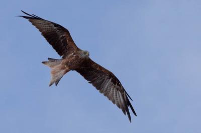 Milan royal Milvus milvus (Linnaeus, 1758)