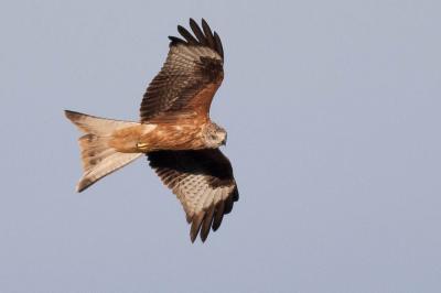 Milan royal Milvus milvus (Linnaeus, 1758)
